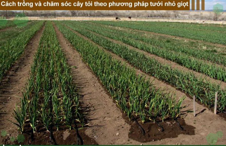 Cách trồng và chăm sóc cây tỏi theo phương pháp tưới nhỏ giọt