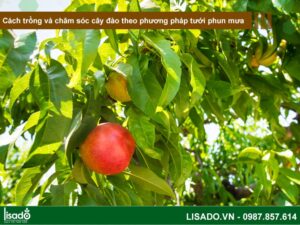 Cách trồng và chăm sóc cây đào ăn quả theo phương pháp tưới phun mưa