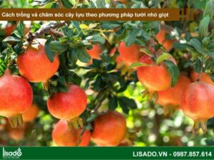 Trái lựu bao lâu thì chín và cách trồng và chăm sóc