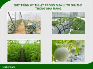 QUY TRÌNH TRỒNG DƯA LƯỚI GIÁ THỂ TRONG NHÀ MÀNG