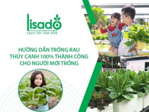 Trồng rau thủy canh không cần dung dịch dinh dưỡng