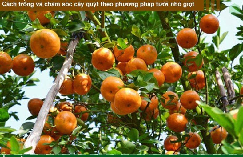 Cách trồng và chăm sóc cây quýt theo phương pháp tưới nhỏ giọt
