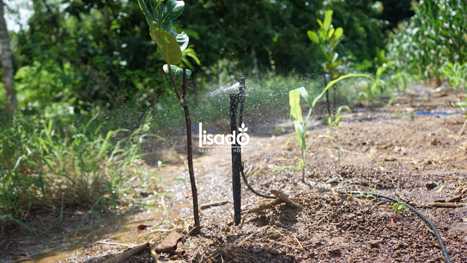 Cách trồng và chăm sóc cây mít theo phương pháp tưới phun mưa