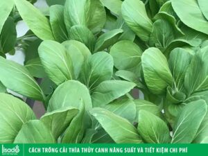 Cách trồng rau cải thìa thủy canh năng suất và tiết kiệm chi phí