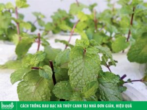 Cách trồng cây bạc hà thúy tại nhà đơn giản, hiệu quả
