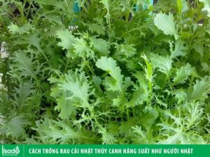 Cách trồng rau cải Nhật xanh thủy canh năng suất