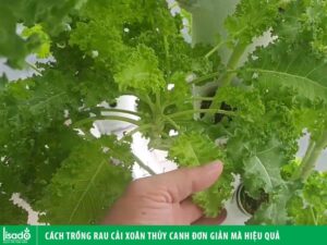 Cách trồng cải kale thủy canh đơn giản mà hiệu quả