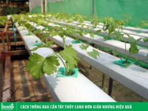 Cách trồng rau cần tây thủy canh bằng hạt đơn giản tại nhà
