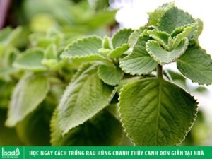 Học ngay cách trồng rau húng chanh thủy canh bằng hạt