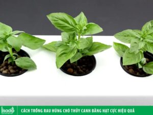Cách trồng rau húng chó thủy canh bằng hạt cực hiệu quả
