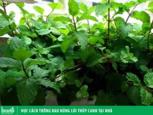 Học cách trồng rau húng lủi thủy canh tại nhà