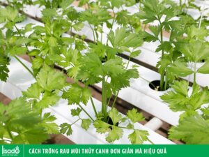 Cách trồng rau ngổ thủy canh đơn giản mà hiệu quả