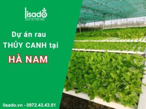 Dự án vườn rau thuỷ canh 800m2 tại Hà Nam