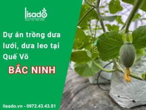 Dự án trồng dưa lưới + dưa leo 1700m2 tại Quế Võ Bắc Ninh
