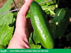 Cách trồng dưa leo baby trùm sai trĩu quả