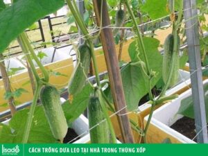Cách trồng dưa leo trong thùng xốp