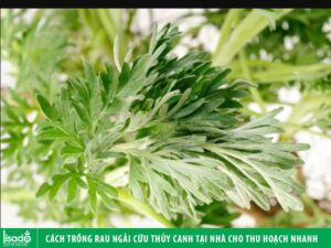 Cách trồng cây ngải cứu thủy canh tại nhà cho thu hoạch nhanh