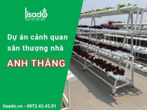 Dự án cảnh quan sân thượng nhà Anh Thắng – Trần Quang Diệu