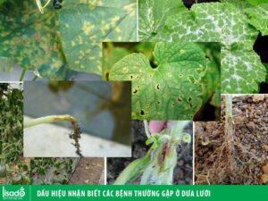 Dấu hiệu nhận biết hoa cái dưa lưới bị vàng