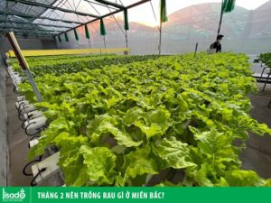 Tháng 2 trồng rau gì ở miền Bắc?