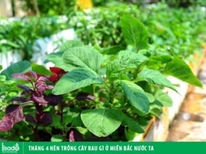 Tháng 4 trồng rau gì ở miền bắc