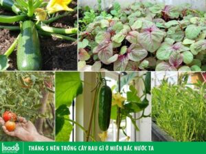 Tháng 5 trồng rau gì ở miền Bắc nước ta ?