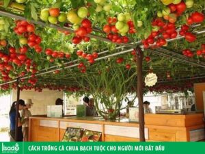 Cách trồng cà chua bạch tuộc