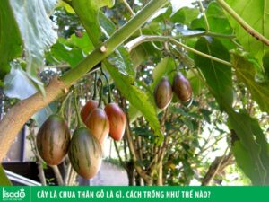 Cây cà chua thân gỗ là gì, cách trồng như thế nào?