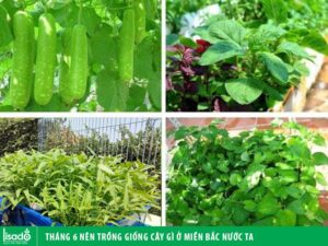 Tháng 6 nên trồng cây gì ở miền Bắc nước ta