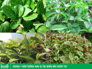 Tháng 7 trồng rau gì ở miền bắc nước ta?