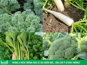Tháng 8 trồng rau gì ở miền Bắc, cần lưu ý gì khi trồng?