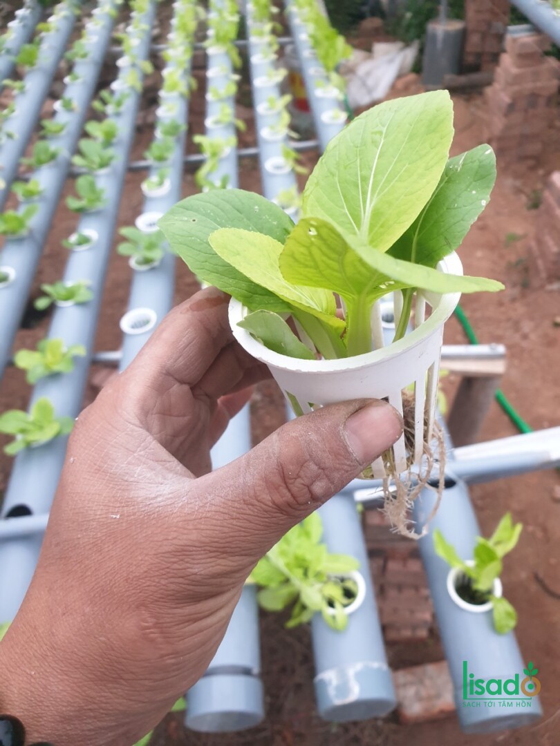 Bệnh vàng lá trên rau thuỷ canh – Đi tìm nguyên nhân và cách khắc phục.