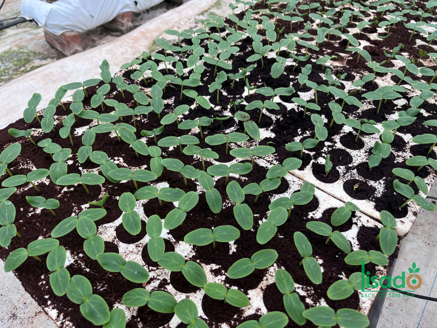 Quy trình trồng dưa lưới: Hướng dẫn ươm cây giống và những lưu ý để khởi đầu thành công (Phần 1)