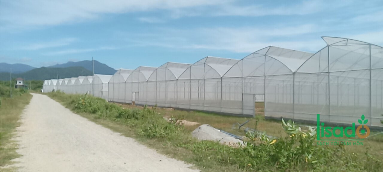 Nhà Màng Lisado Việt Nam – Giải Pháp Nông Nghiệp Công Nghệ Cao Hiện Đại Cho Tương Lai Bền Vững