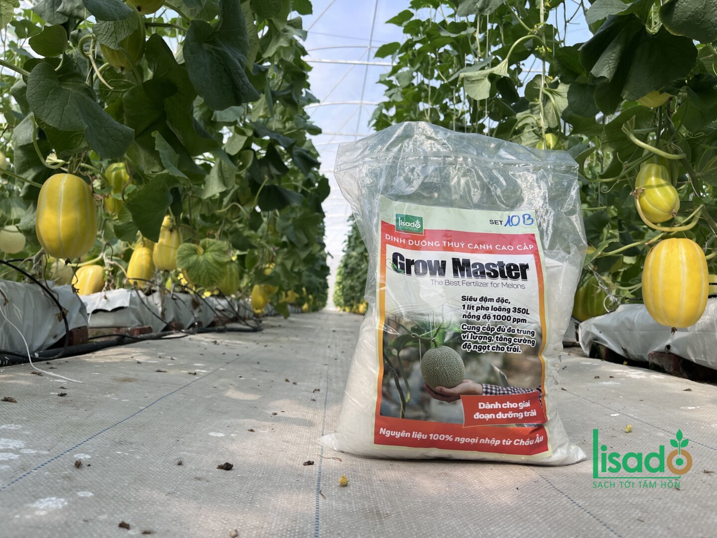 Grow Master A